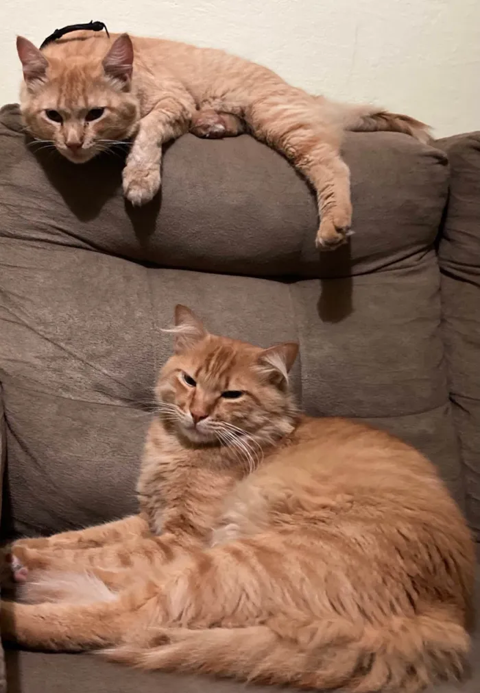 Gato ra a SRD-ViraLata idade 3 anos nome Mimi 