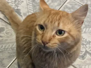 Gato raça SRD-ViraLata idade 3 anos nome Mimi 