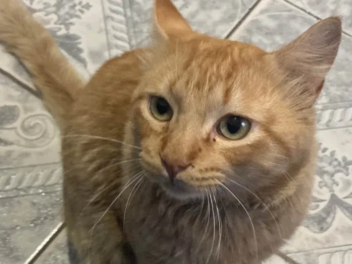 Gato ra a SRD-ViraLata idade 3 anos nome Mimi 