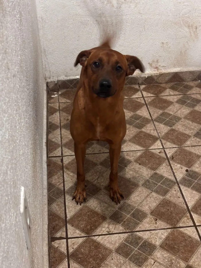 Cachorro ra a SRD-ViraLata idade 2 anos nome Mucilon 