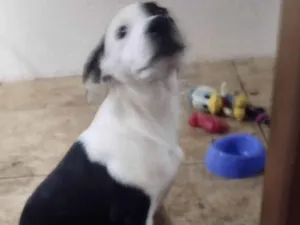 Cachorro raça SRD-ViraLata idade 2 a 6 meses nome Marshall 