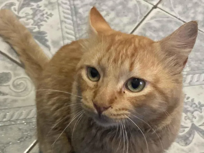 Gato ra a SRD-ViraLata idade 3 anos nome Mimi 