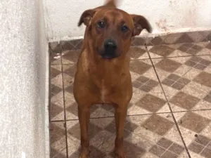Cachorro raça SRD-ViraLata idade 2 anos nome Mucilon 