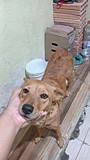 Cachorro raça SRD-ViraLata idade 7 a 11 meses nome Ruth