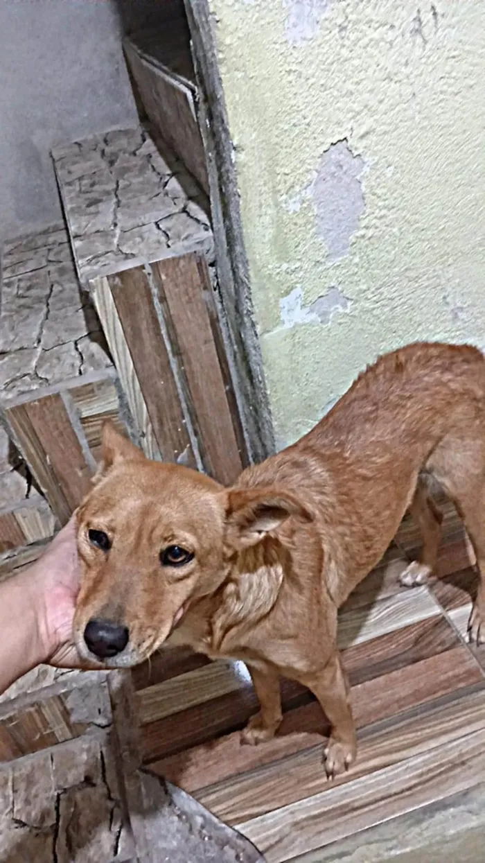 Cachorro ra a SRD-ViraLata idade 7 a 11 meses nome Ruth
