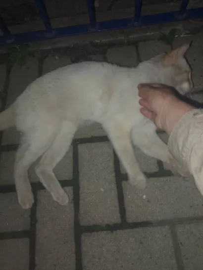Gato raça Siamês idade 2 anos nome Tom