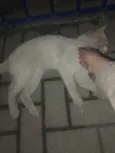 Tom