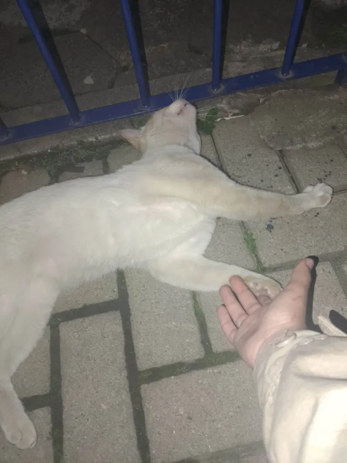 Gato ra a Siamês idade 2 anos nome Tom