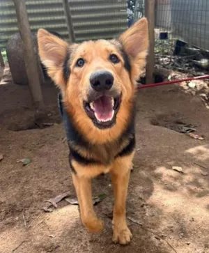 Cachorro raça SRD-ViraLata idade 2 anos nome SPIKE (Mix com pastor alemão)