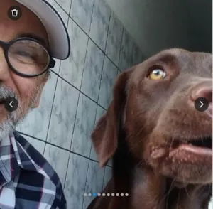 Cachorro raça Labrador idade 7 a 11 meses nome ANITA