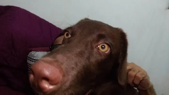 Cachorro ra a Labrador idade 7 a 11 meses nome ANITA