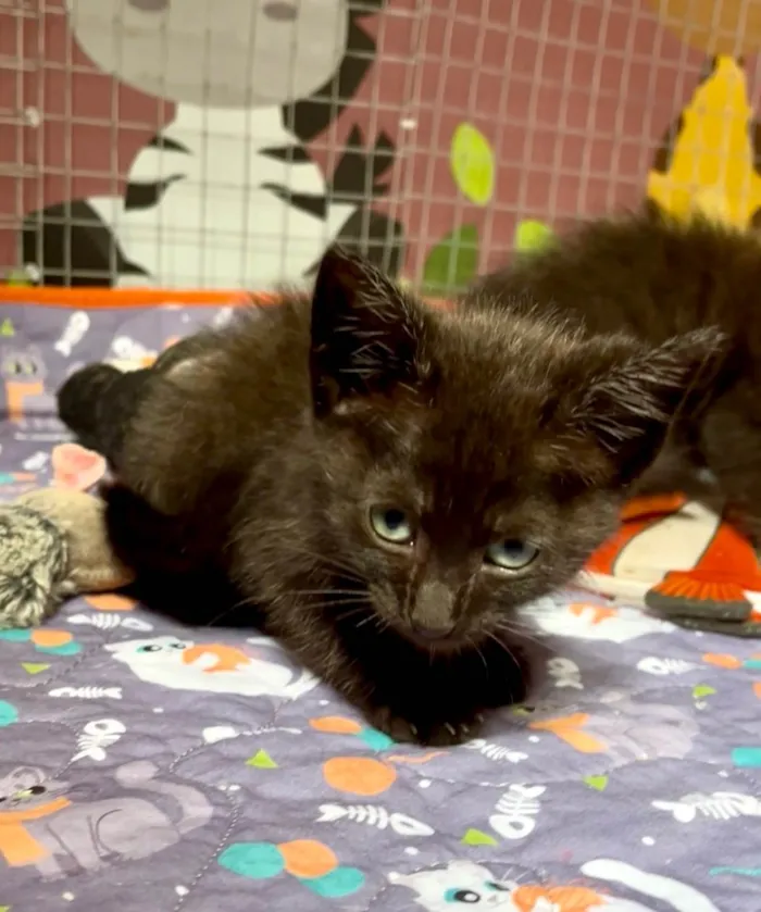 Gato ra a SRD-ViraLata idade Abaixo de 2 meses nome Dedé e Dalila