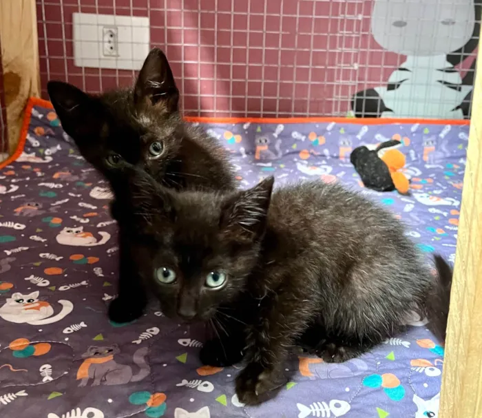 Gato ra a SRD-ViraLata idade Abaixo de 2 meses nome Dedé e Dalila