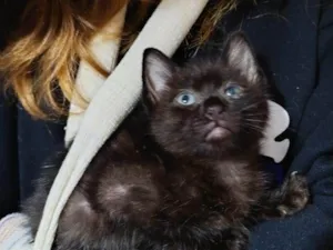 Gato raça SRD-ViraLata idade Abaixo de 2 meses nome Dedé e Dalila