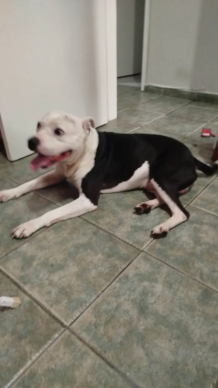 Cachorro ra a Pit-Bull idade 2 a 6 meses nome Peça