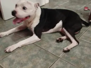 Cachorro raça Pit-Bull idade 2 a 6 meses nome Peça