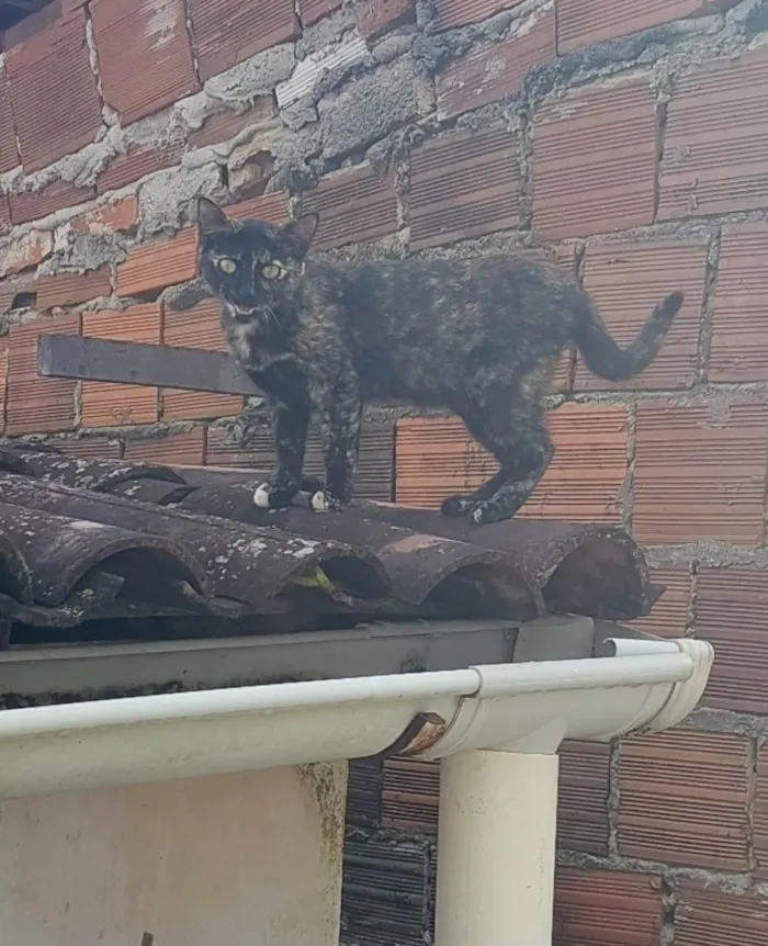 Gato ra a SRD-ViraLata idade 7 a 11 meses nome Nêga