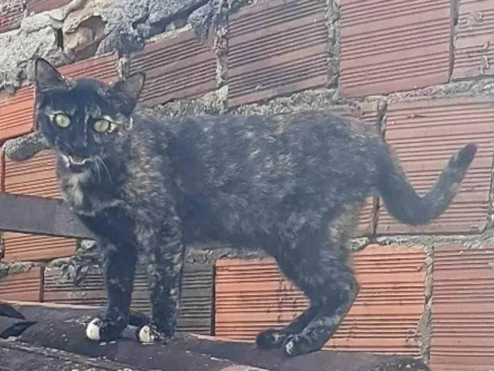 Gato ra a SRD-ViraLata idade 7 a 11 meses nome Nêga