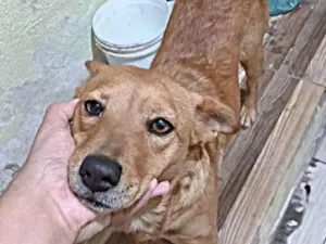 Cachorro raça SRD-ViraLata idade 7 a 11 meses nome Ruth