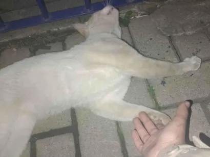 Gato raça Siamês idade 2 anos nome Tom