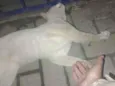 Tom