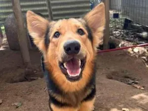Cachorro raça SRD-ViraLata idade 2 anos nome SPIKE (Mix com pastor alemão)