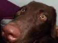 ANITA