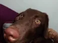 ANITA