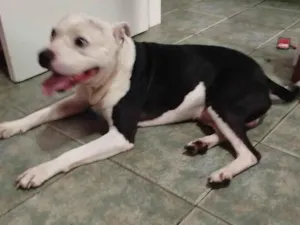 Cachorro raça Pit-Bull idade 2 a 6 meses nome Peça