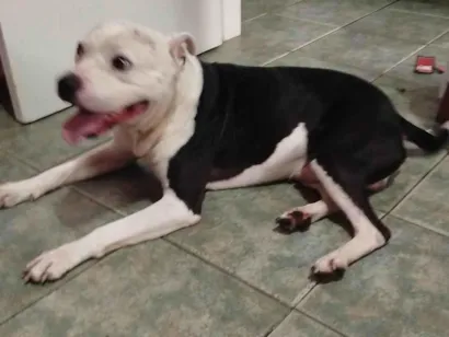Cachorro raça Pit-Bull idade 2 a 6 meses nome Peça