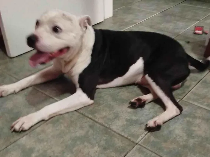 Cachorro ra a Pit-Bull idade 2 a 6 meses nome Peça