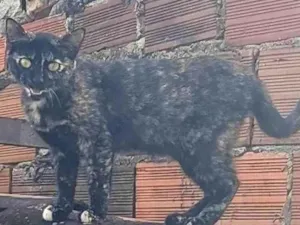 Gato raça SRD-ViraLata idade 7 a 11 meses nome Nêga