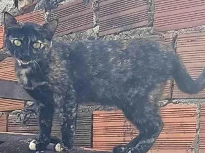 Gato ra a SRD-ViraLata idade 7 a 11 meses nome Nêga