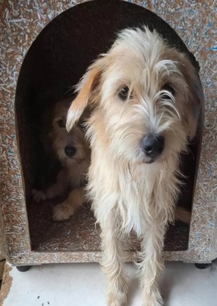 Cachorro ra a SRD-ViraLata idade 1 ano nome Amora