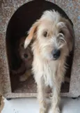 Amora