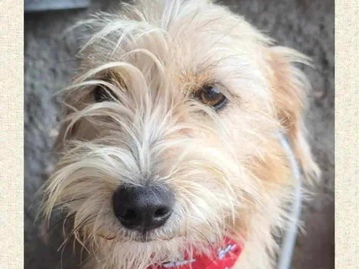 Cachorro ra a SRD-ViraLata idade 1 ano nome Amora