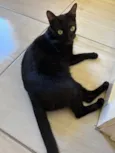 Pantera