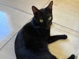 Gato raça SRD-ViraLata idade 2 anos nome Pantera