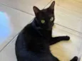 Pantera