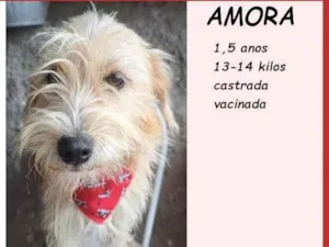 Cachorro raça SRD-ViraLata idade 1 ano nome Amora