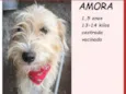 Amora