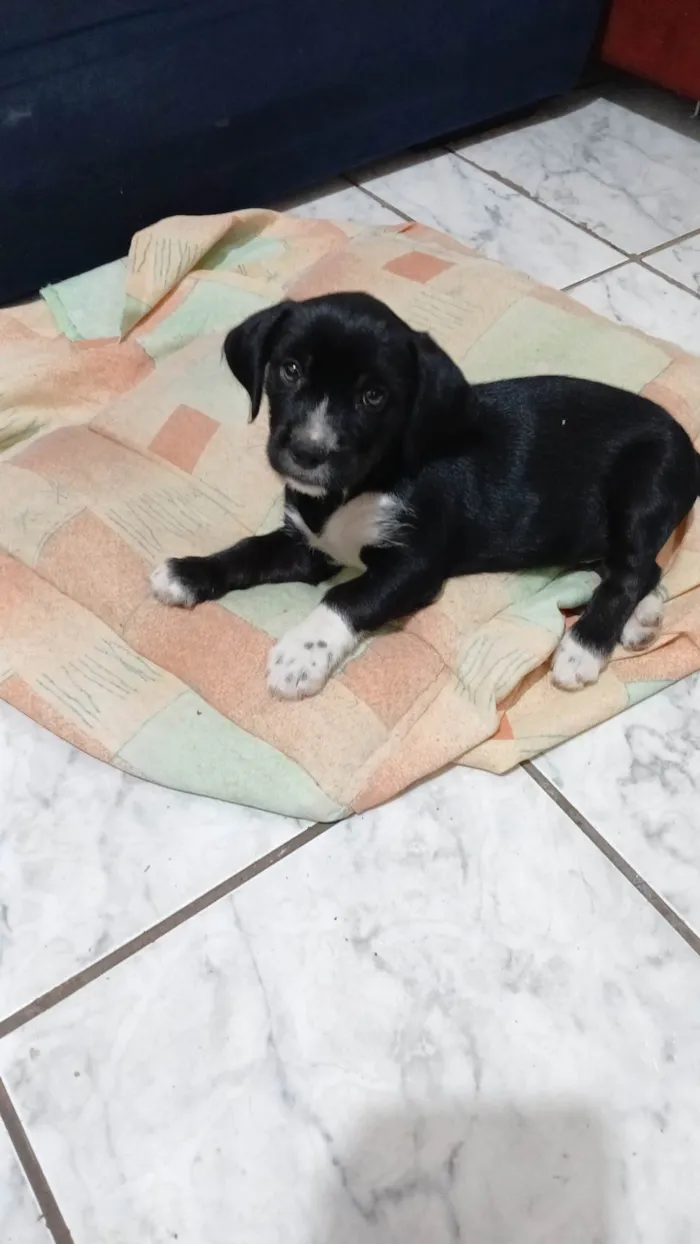 Cachorro ra a SRD-ViraLata idade Abaixo de 2 meses nome Pretinho