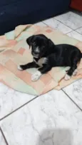Pretinho