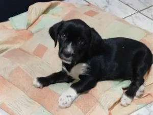 Cachorro raça SRD-ViraLata idade Abaixo de 2 meses nome Pretinho
