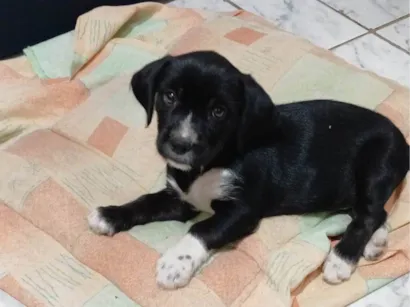 Cachorro raça SRD-ViraLata idade Abaixo de 2 meses nome Pretinho