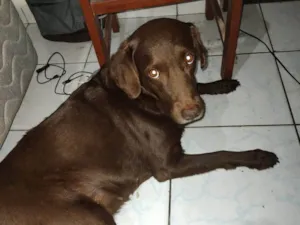 Cachorro raça Labrador idade 7 a 11 meses nome ANITA