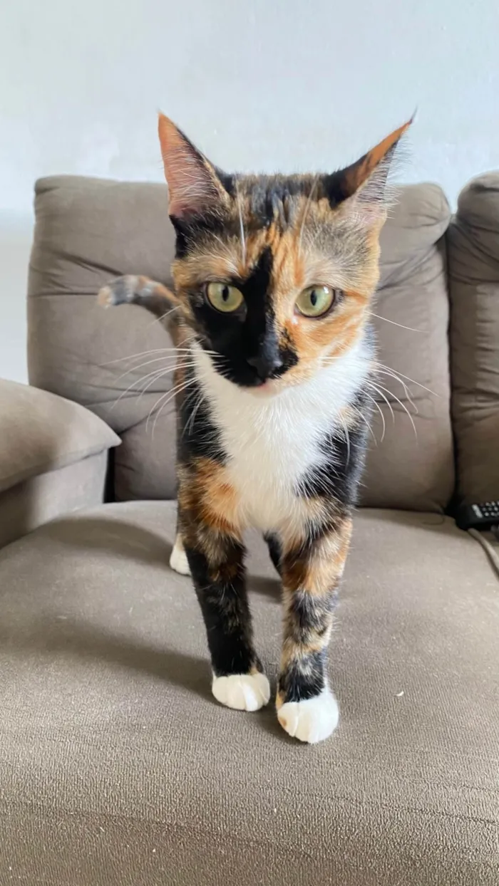 Gato ra a SRD-ViraLata idade 7 a 11 meses nome Chloe 