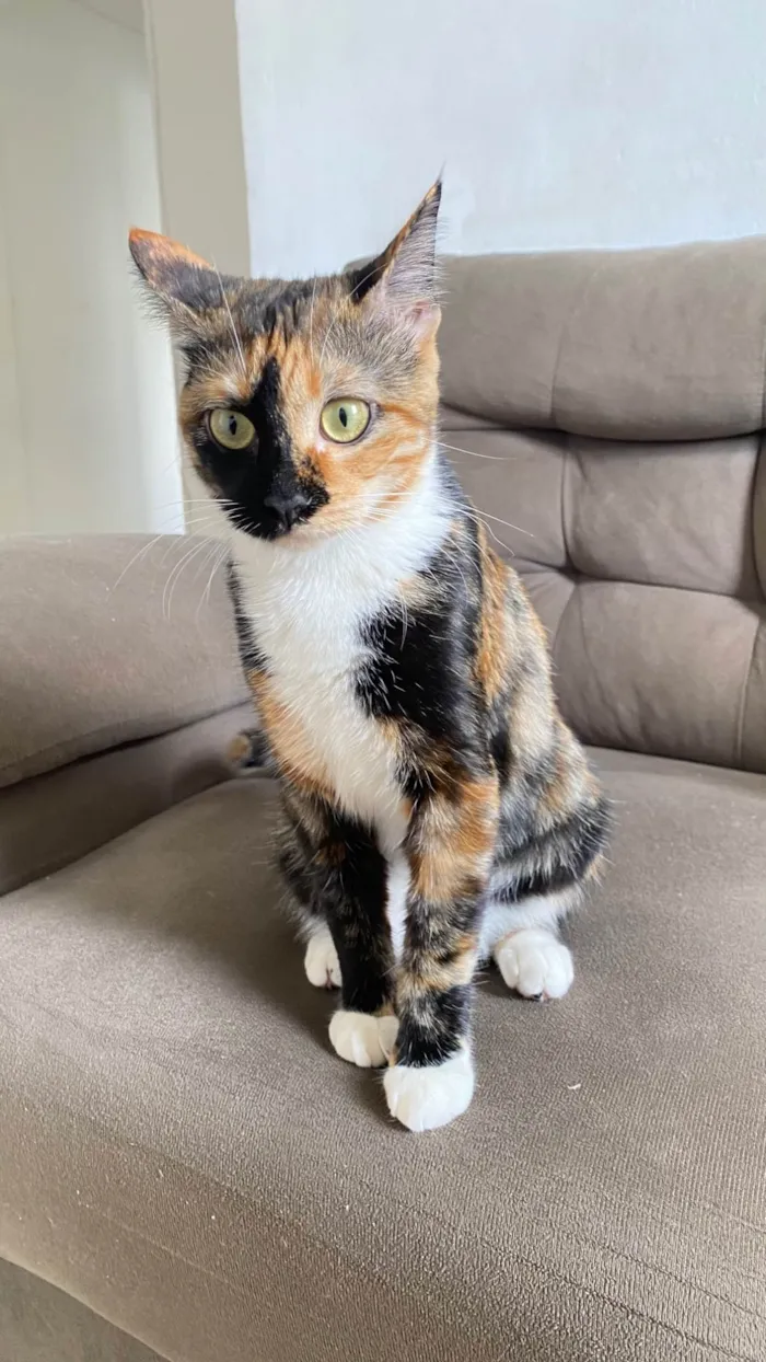 Gato ra a SRD-ViraLata idade 7 a 11 meses nome Chloe 