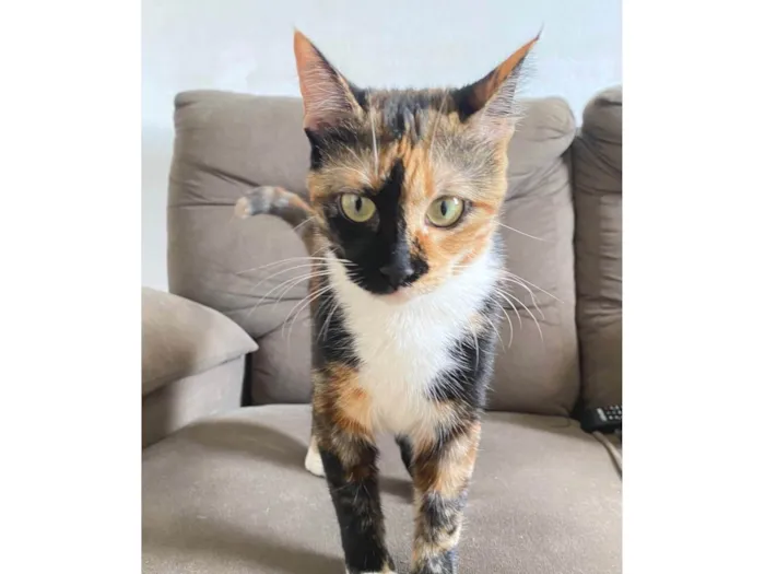 Gato ra a SRD-ViraLata idade 7 a 11 meses nome Chloe 