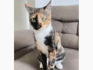 Gato raça SRD-ViraLata idade 7 a 11 meses nome Chloe 